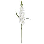 White Silk Gladiola