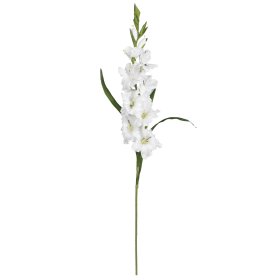 White Silk Gladiola